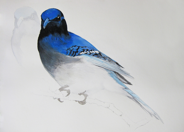 Blue-Winged_Starling_web
