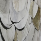 Mourning Vulture (Necrosyrtes macroura). 2010. (Detail)