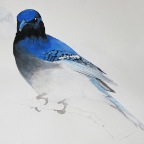 Blue Winged Starling (Cyanocitta morio). 2010. Pencil, watercolour and gouache on paper.  22 x 30