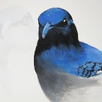 Blue Winged Starling (Cyanocitta morio). 2010. (Detail)