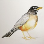 Kurrichane Robin (Turdus libonyanus migratorius). 2010. Pencil, watercolour and gouache on paper.  22 x 30