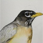 Kurrichane Robin (Turdus libonyanus migratorius). 2010. (Detail)