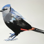 Red Winged Blue Jay (Onychognathus cristata).  2010. Pencil, watercolour and gouache on paper.  22 x 30
