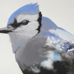 Red Winged Blue Jay (Onychognathus cristata).  2010. (Detail)