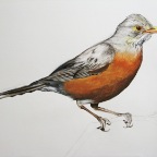 North American Kurrichane (Turdus migratorius libonyanus). 2010.  Pencil, watercolour and gouache on paper.  22 x 30
