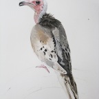 Hooded Dove (Zenaida monachus). 2010.  Pencil, watercolour and gouache on Fabriano paper.  30 x 22