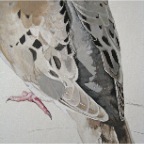 Hooded Dove (Zenaida monachus). 2010. (Detail)