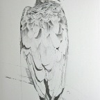 Mourning Vulture (Necrosyrtes macroura). 2011. Pencil and watercolour on Fabriano paper. 30 x 22