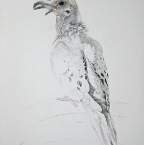 Hooded Dove (Zenaida monachus), 2011. Watercolour and pencil on Fabriano paper. 30
