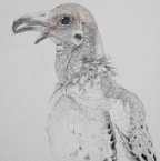 Hooded Dove (Zenaida monachus). 2011. Detail.
