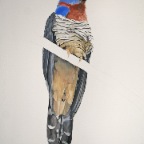Eastern Cuckoo (Cuculus Sialis). 2011. Pencil, watercolour and gouache on Fabriano paper. 30 x 22