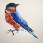 Red-chested Bluebird (Sialia solitarius). 2011.  Pencil, watercolour and gouache on Fabriano Paper. 22 x 30