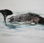 Pied Northern Diver (Corvus immer). 2011. Pencil, watercolour and gouache on Fabriano paper. 22 x 30