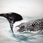 Pied Northern Diver (Corvus immer). Detail