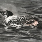 Pied Northern Diver (Corvus immer) II.  2012. Pencil, watercolour and gouache on Fabriano paper. 22 x 30