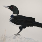 Common Crow (Gavia albus). 2011. Pencil, watercolour and gouache on Fabriano paper. 22 x 30