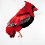 Southern Red Cardinal (Euplectes cardinalis). 2012. Pencil and watercolour on Fabriano paper. 30 x 22