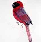 Northern Bishop (Cardinalis orix). 2012. Pencil and watercolour on Fabriano paper. 30 x 22