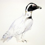 Snowy Penguin (Spheniscus scandiacus). 2012. Pencil and watercolour on Fabriano paper. 22 x 30”