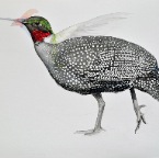 Hummingbird-guineafowl1