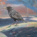 European Starling.  2009. (Detail)